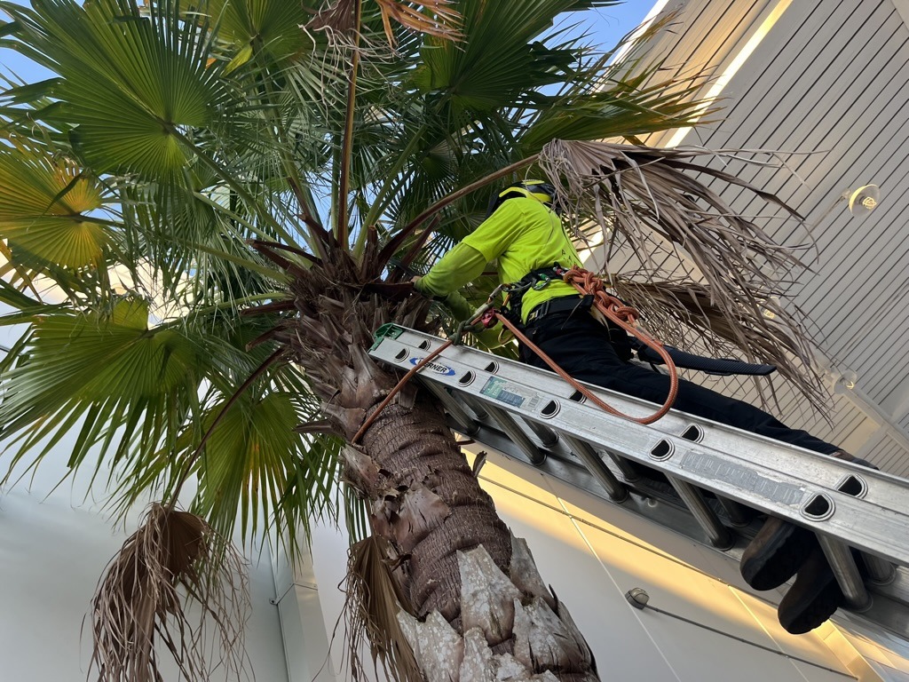 A person in safety gear trims a palm tree on a ladder, indoors, near a building with a modern, light-colored ceiling.