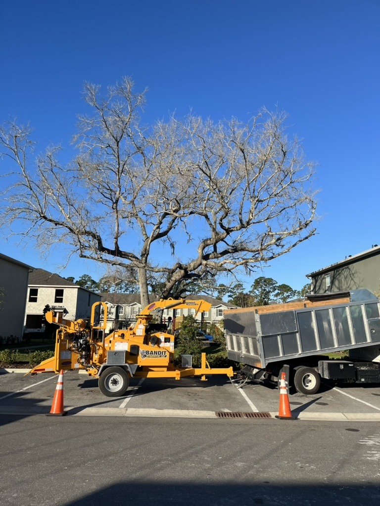 A large, leafless tree stands in a parking lot with a wood chipper and trailer. Bright blue sky; no people visible.