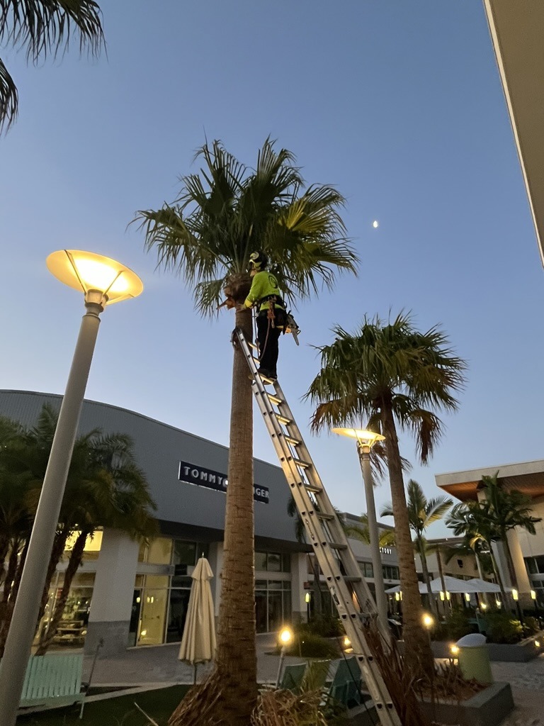 A person on a ladder trims a palm tree at an outdoor shopping center. It's evening, with a crescent moon visible.