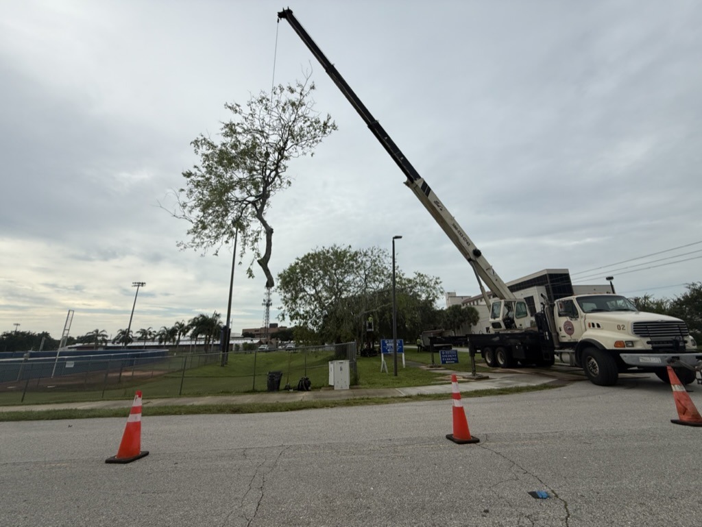 A crane lifts a tree in a parking lot, surrounded by traffic cones and a sports facility. Cloudy sky overhead.