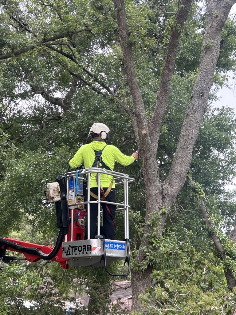 A person wearing safety gear operates a lift to trim tree branches. Surroundings include dense greenery and a partially visible rooftop.