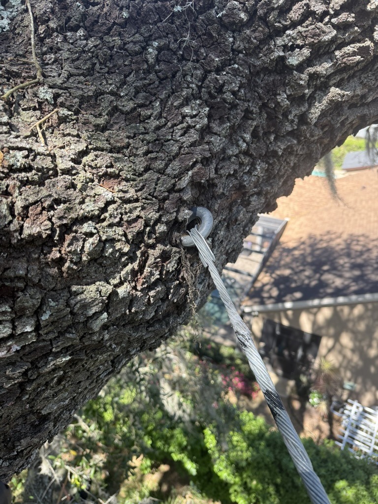 A metal cable is attached to a large tree branch. Below, a house and garden with various plants are visible in the background.
