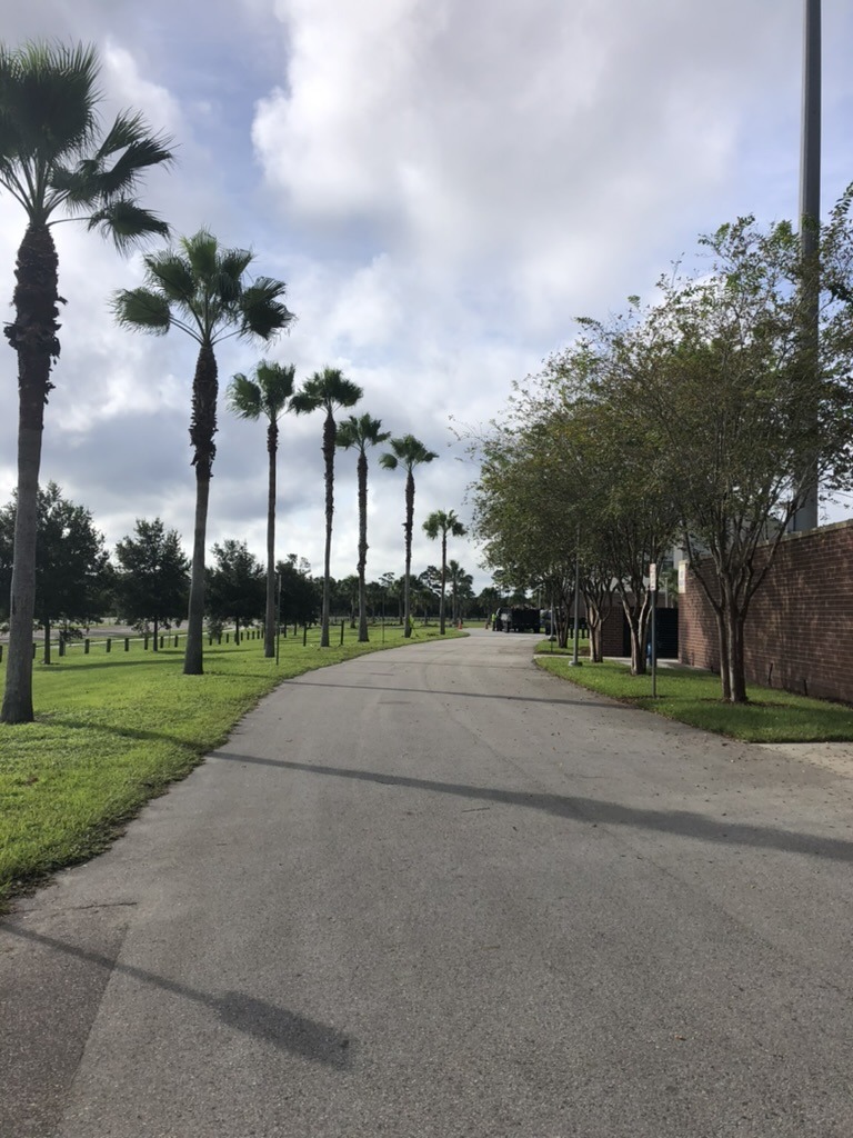 A paved road lined with palm trees curves gently under a cloudy sky. Brick wall on right; greenery on both sides.