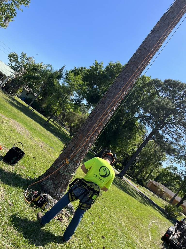 A person in safety gear stands by a large tree, preparing climbing equipment in a sunny, grassy area surrounded by trees.