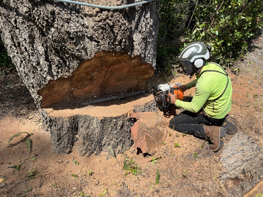 A person in protective gear cuts an enormous tree trunk with a chainsaw, surrounded by wood chips and greenery.