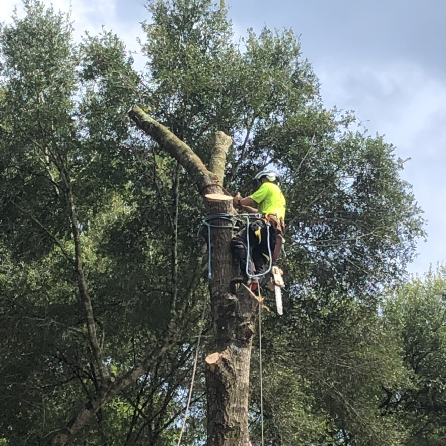 A person wearing safety gear works on top of a tree with a chainsaw, surrounded by green foliage and a partly cloudy sky.