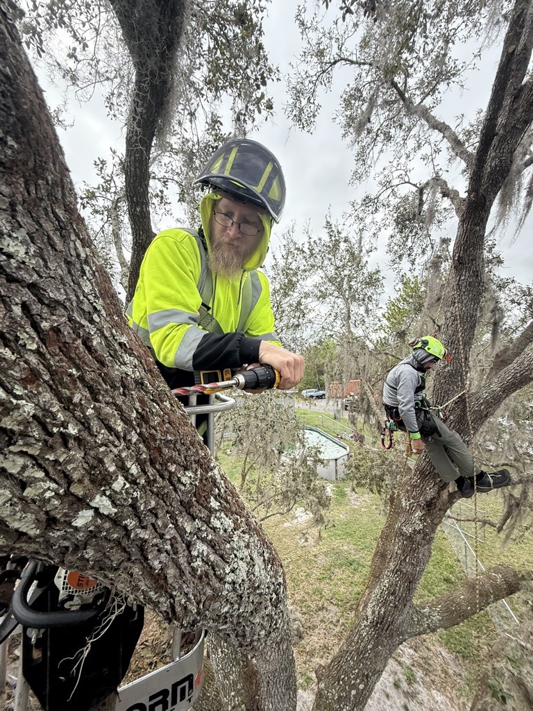 Two people in safety gear work in trees using equipment, surrounded by branches and moss. Background includes grass and a structure.