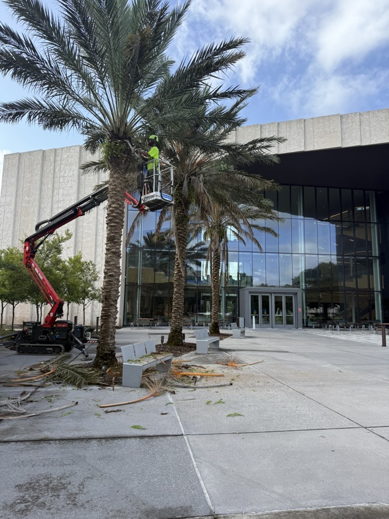 A person on a lift trims palm trees outside a modern glass building. Fallen leaves and maintenance equipment are on the pavement.