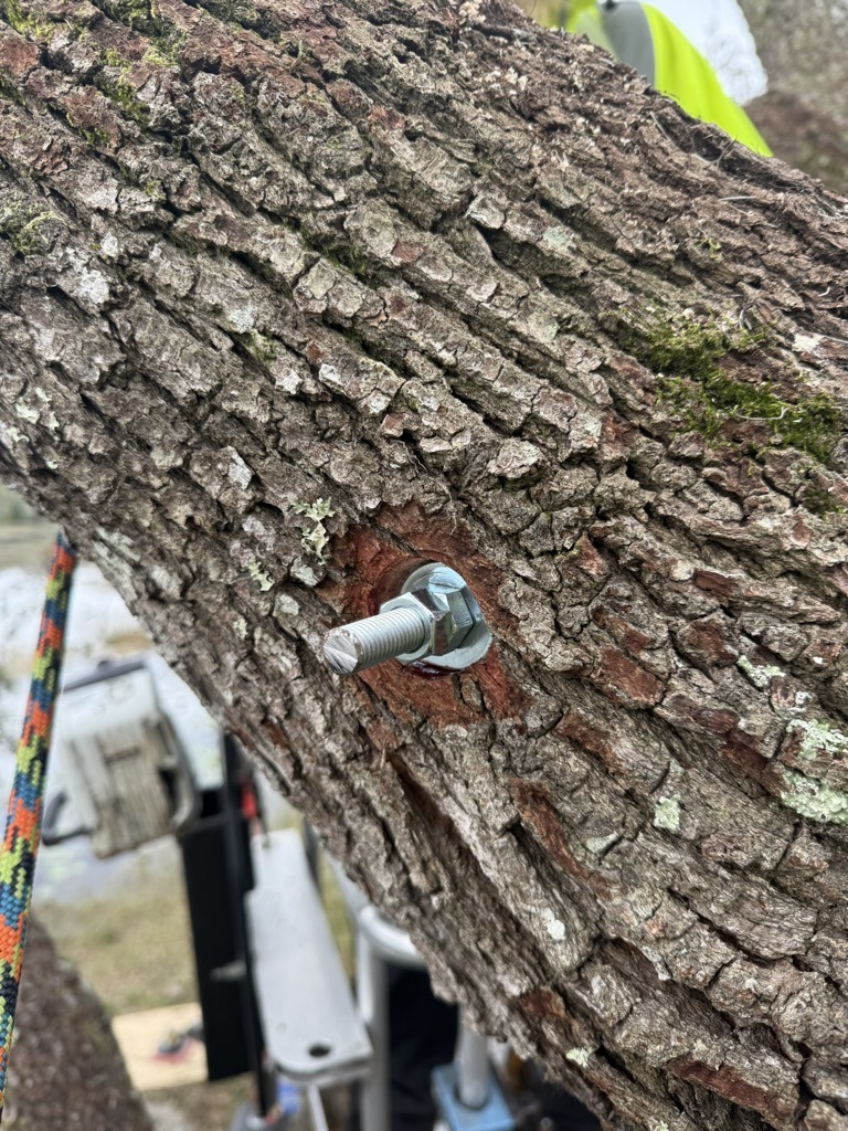 A bolt is fastened into a tree trunk. A colorful rope is attached nearby. A person in a high-visibility vest is partially visible.