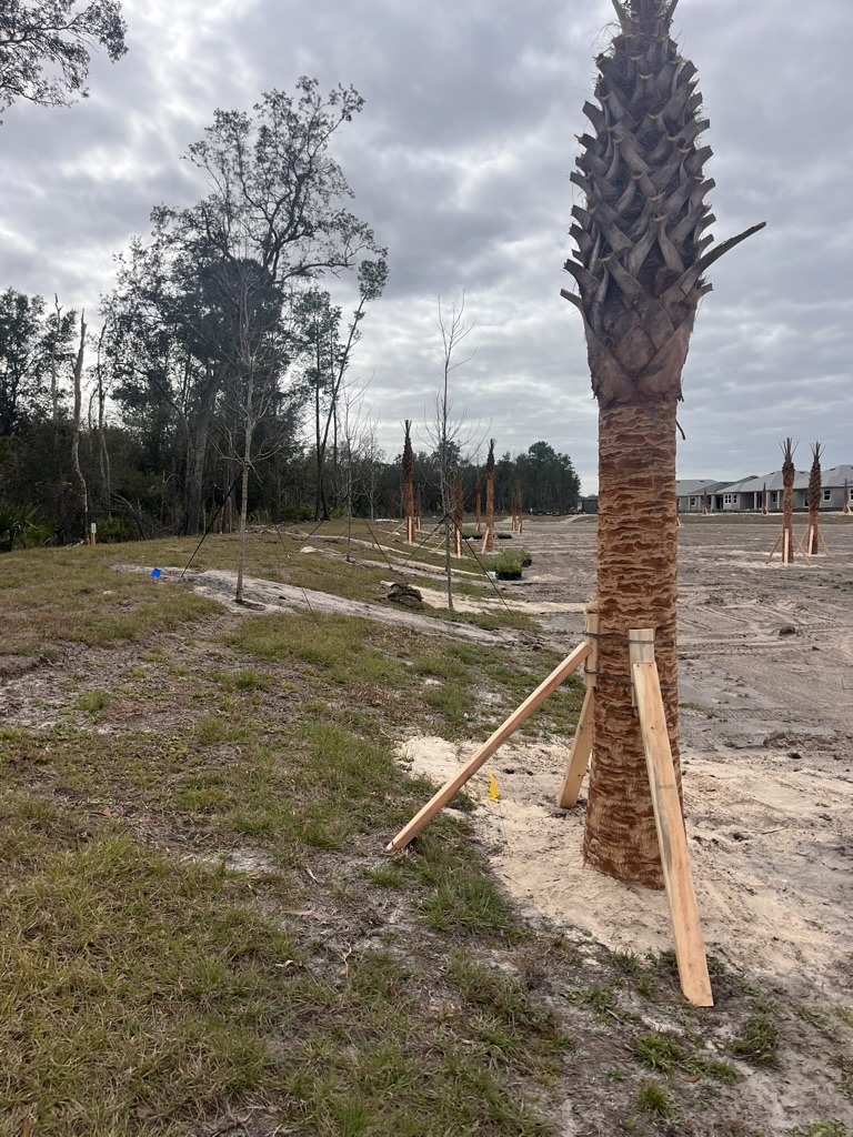 A row of palm trees with wooden supports in a sandy, grassy area, under a cloudy sky, with distant residential buildings.