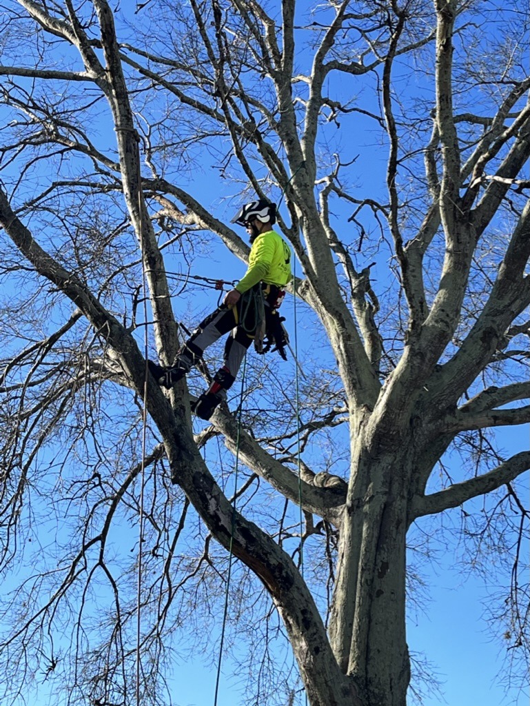 A person in safety gear climbs a large, leafless tree under a clear blue sky, using ropes and harnesses for support.