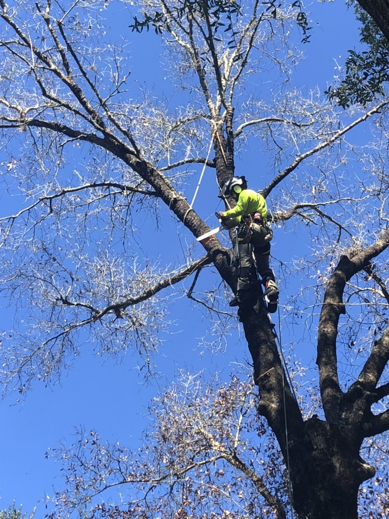 A person climbing a tall tree using safety equipment against a clear blue sky, surrounded by bare branches in the foreground.