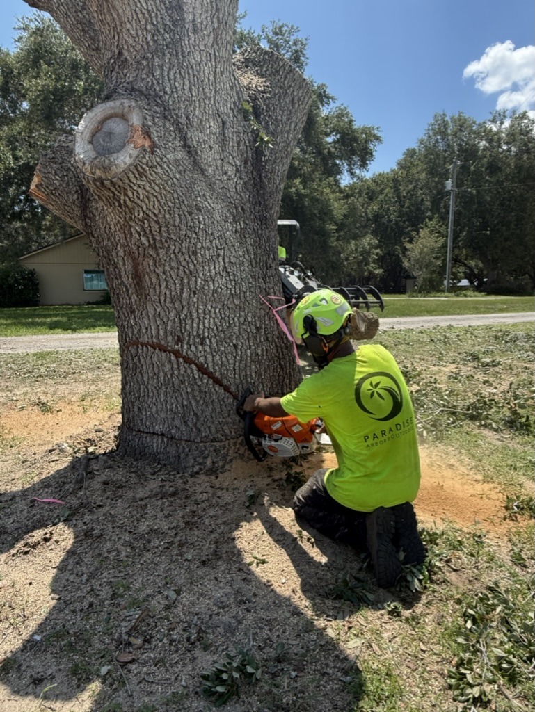 A person in safety gear uses a chainsaw to cut a large tree trunk, surrounded by greenery on a sunny day.