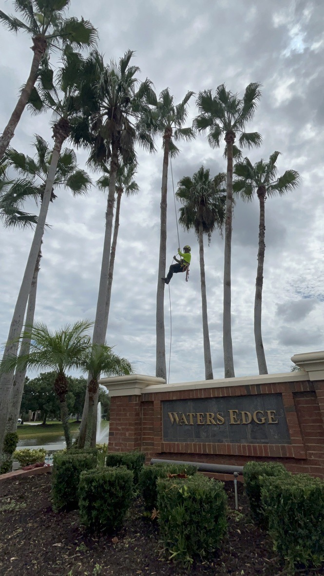 A person in climbing gear ascends a tall palm tree near a brick sign reading "Waters Edge," surrounded by landscaped greenery.