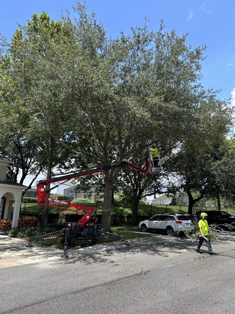 Person in a lift trims a large tree, while another person walks nearby. Vehicles are parked along the street under a clear sky.