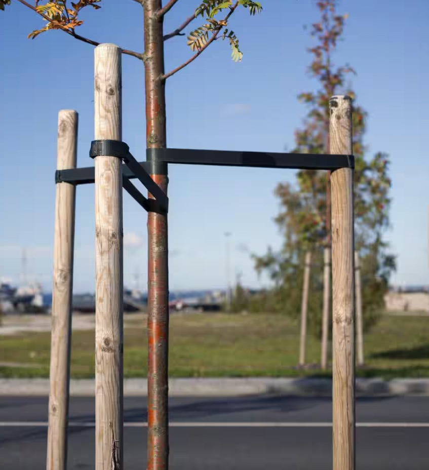 Young tree supported by wooden stakes and black straps, with a clear sky and greenery in the background. No recognizable landmarks visible.