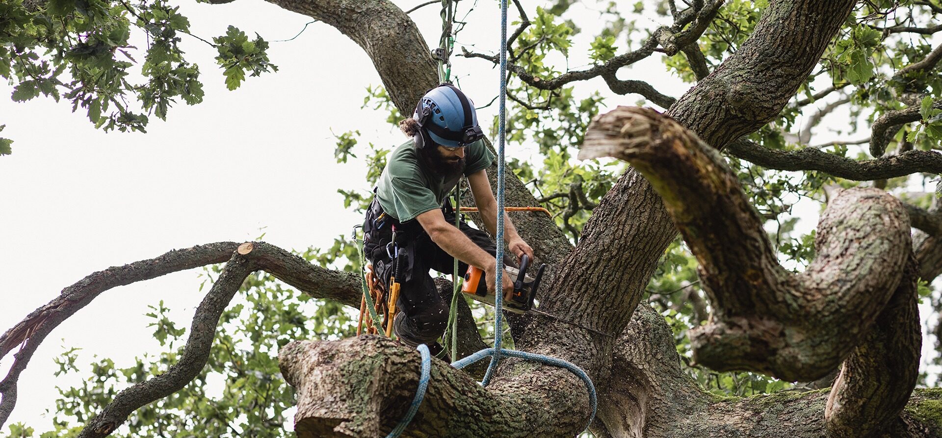 A person wearing safety gear uses a chainsaw to cut branches in a large tree, surrounded by green leaves.