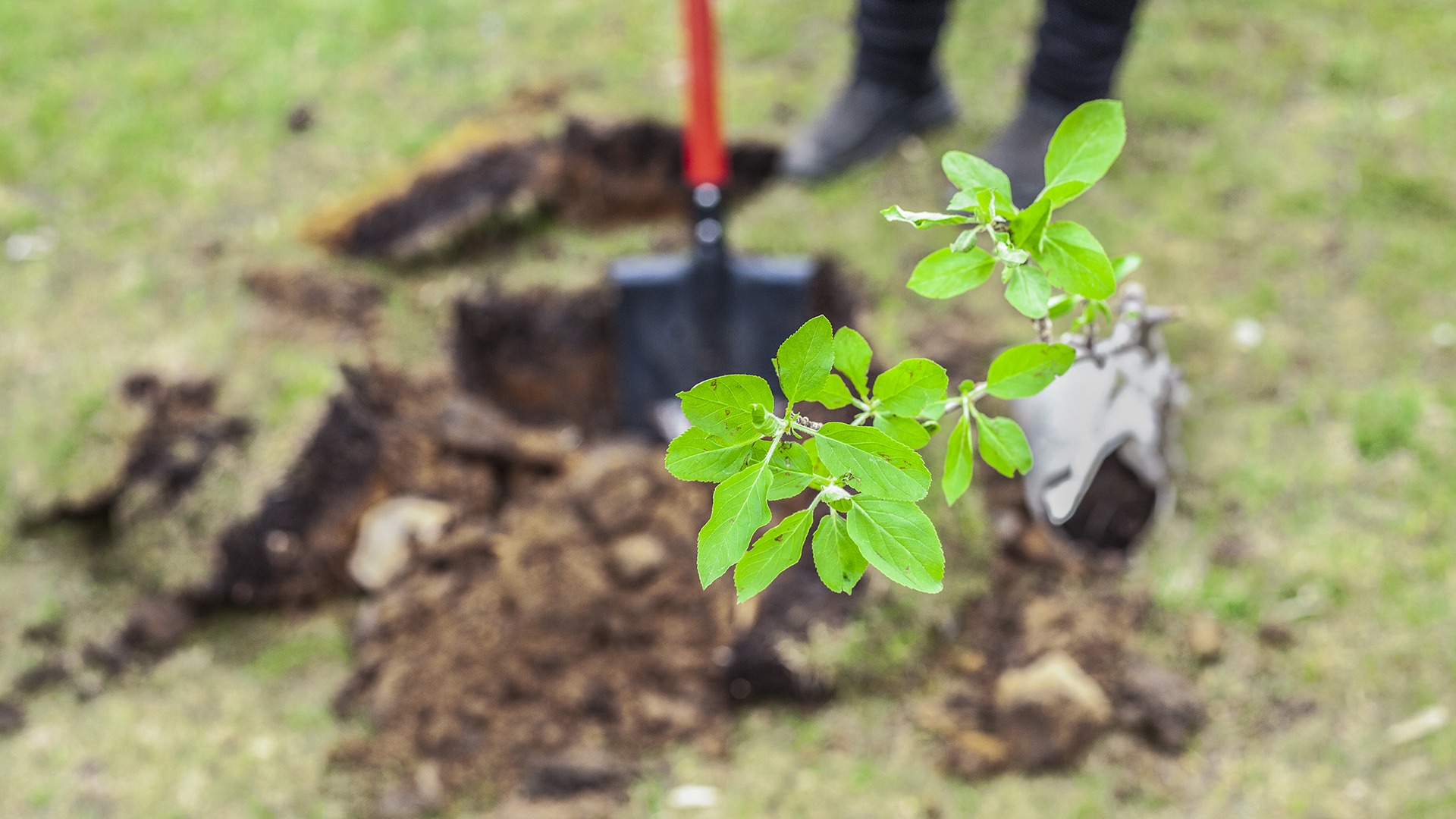 A person plants a small tree in a grassy area. A shovel is visible near a freshly dug hole in the soil.