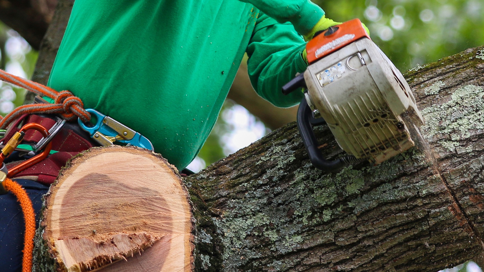Person in green shirt using a chainsaw to cut a thick tree branch. Safety harness and ropes are visible.