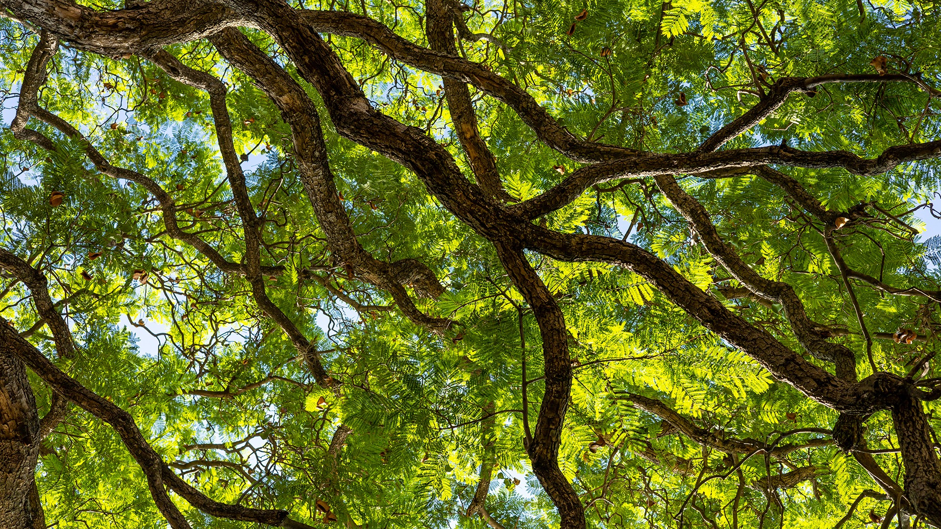 Bright green tree canopy viewed from below, with sunlight filtering through intricate branches and vibrant leaves, creating a natural, serene, and textured overhead scene.