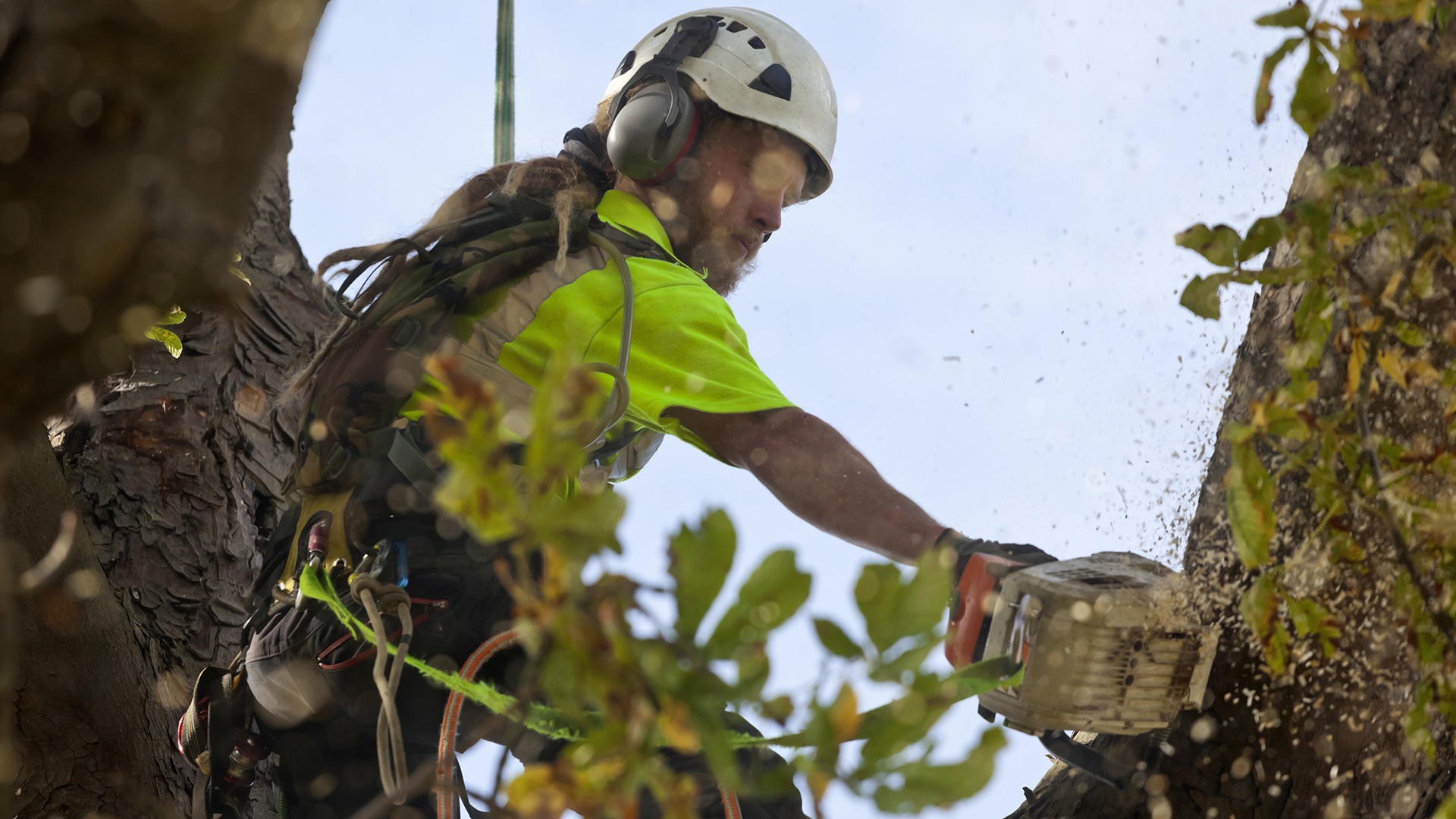 A person in safety gear cuts a tree while harnessed, surrounded by leaves and sawdust, under a clear sky.