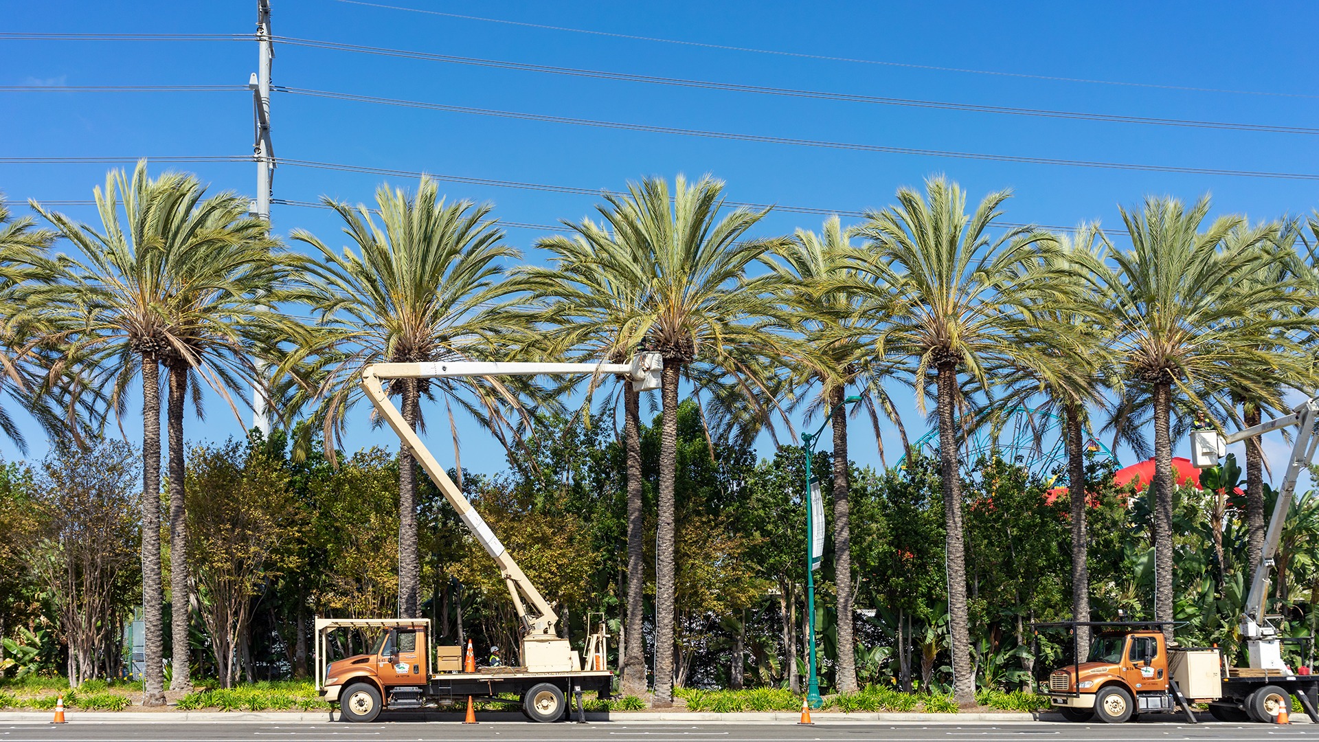Maintenance trucks with lifts reach tall palm trees lined beside a road under clear blue skies. Orange cones mark the work area.