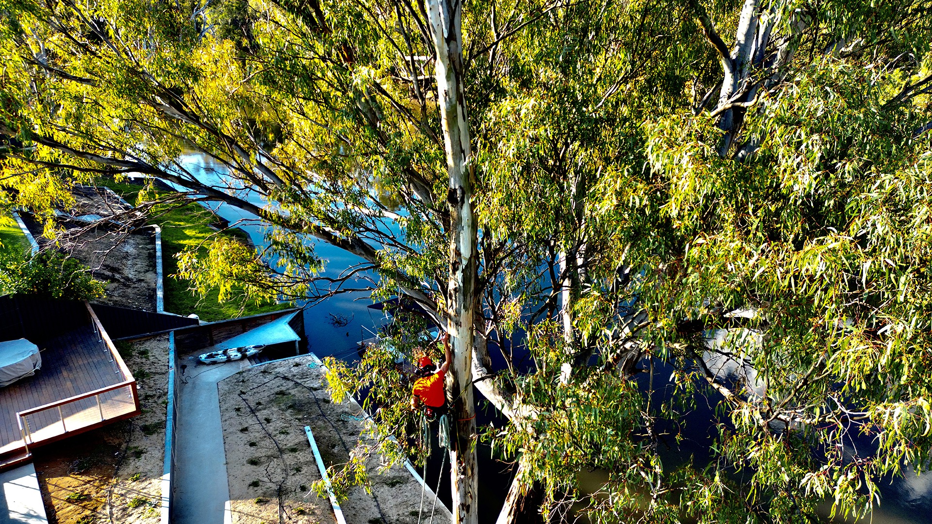A person climbs a tall tree beside a calm river, with buildings and walkways visible below. Vibrant foliage surrounds the scene.