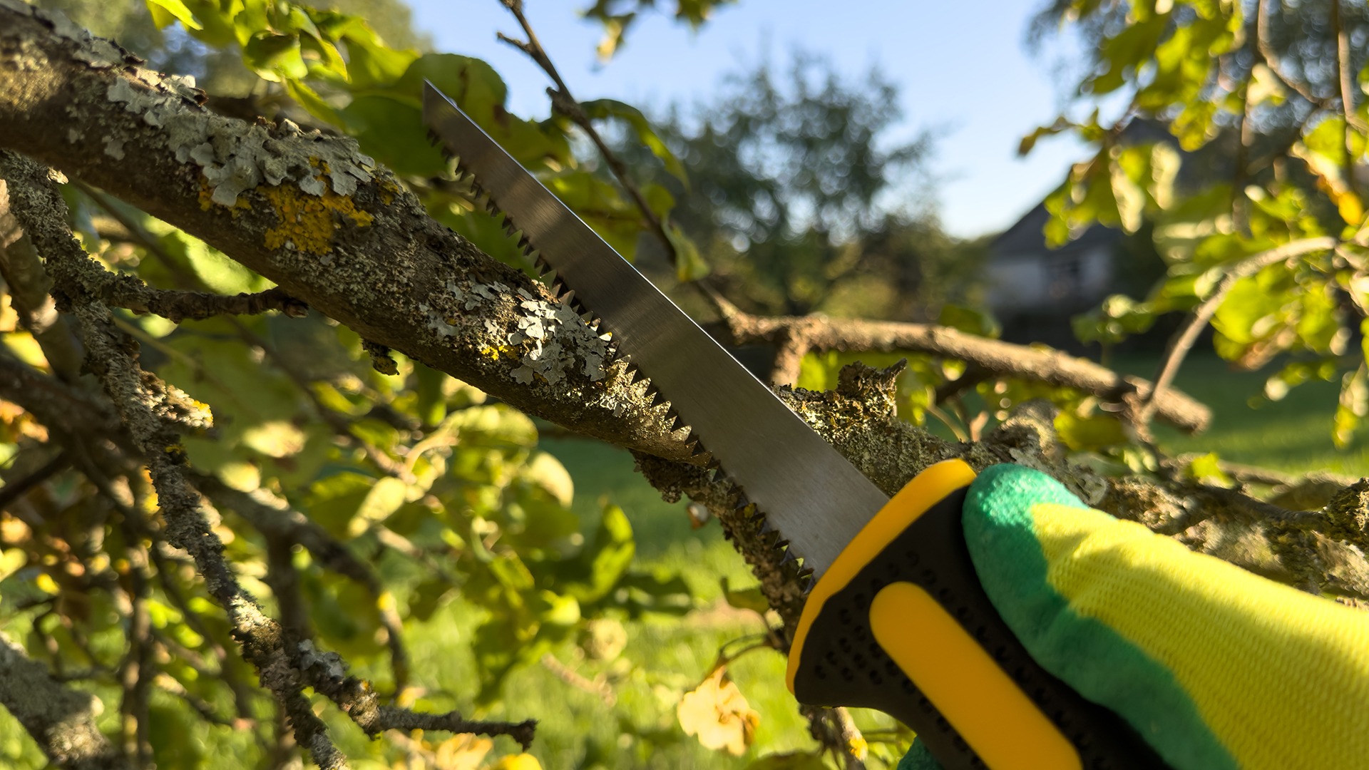 A person wearing gloves uses a saw to cut a lichen-covered tree branch outdoors on a sunny day.