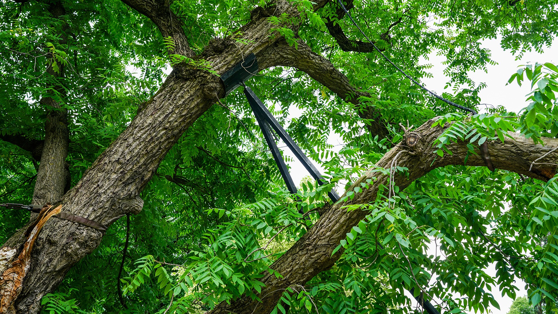 A lush tree with green leaves supported by metal braces and cables; no landmarks or historical buildings visible.