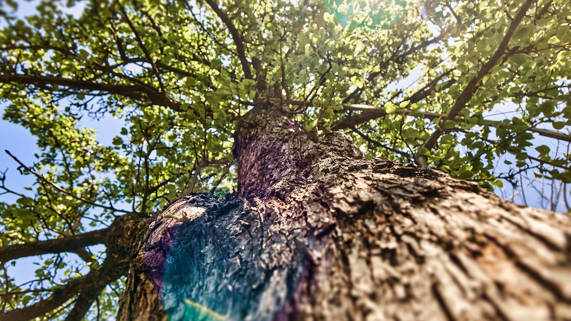 Close-up of a tree trunk, looking upward into green leaves against a bright blue sky, capturing sunlight filtering through the foliage.