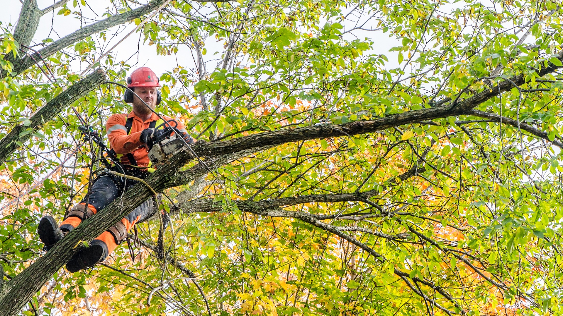 A person in safety gear uses a chainsaw to prune a large tree branch among colorful autumn leaves.
