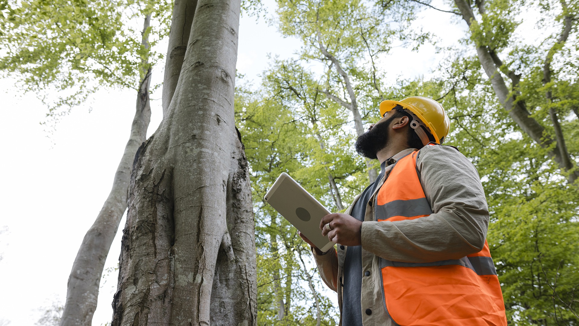 A person in a hard hat and vest examines a tall tree, holding a tablet in a lush forest setting.