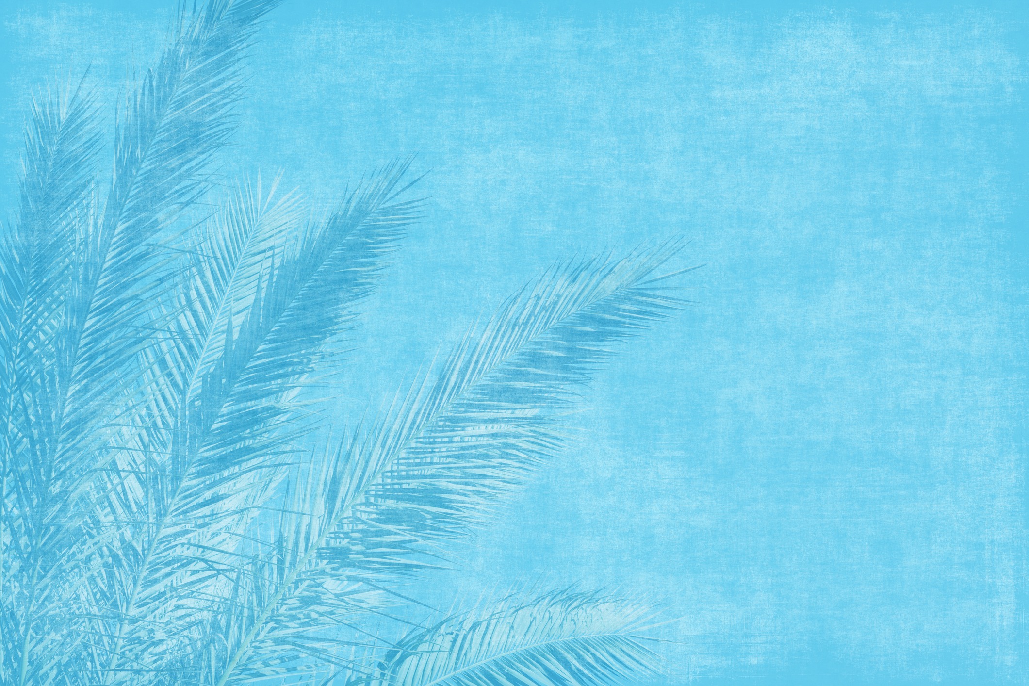 Silhouetted palm leaves against a textured blue background, evoking a tropical and serene atmosphere. No landmarks or historical buildings visible.
